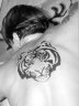 tigre