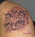 Jenny_Stecchino_Lince