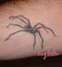 Jenny_Stecchino_Ragno_con_ombra