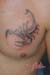 Jenny_Stecchino_Scorpione2